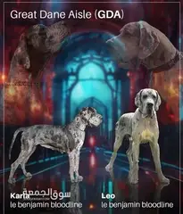 Great Dane dogs - 6